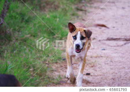 The two-eyed stray dog is caused by cross-breeding The two-eyed stray dog is caused by cross-breeding 65601793