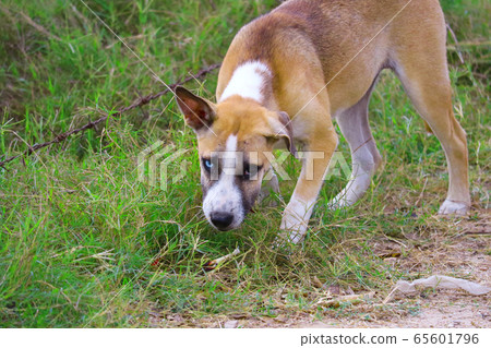 The two-eyed stray dog is caused by abnormalities The two-eyed stray dog is caused by abnormalities 65601796