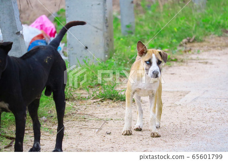 The two-eyed stray brown dog is caused by 65601799