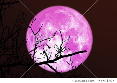 Super full strawberry pink moon and silhouette Super full strawberry pink moon and silhouette 65601807