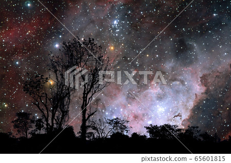 silhouette dry tree in the field and nebula galaxy silhouette dry tree in the field and nebula galaxy 65601815