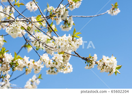 White with pink flowers of the cherry blossoms on a spring day in the park. 65602204