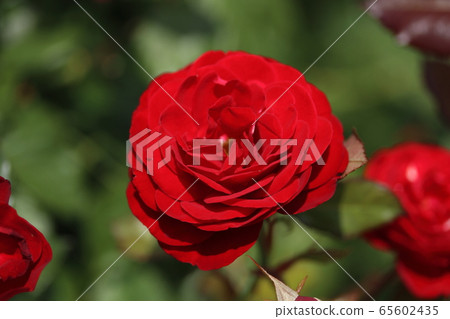 Rose Rose Mariandale 65602435