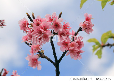 Cherry blossoms Cherry blossoms 65602529