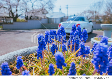 Muscari Flowers: Spring Azumino Muscari Flowers: Spring Azumino 65602756
