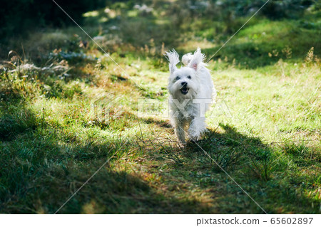 White adorable dog running in forest on sunny day 65602897