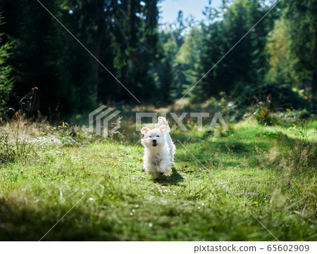 Funny cute dog playing and running outside in forest 65602909