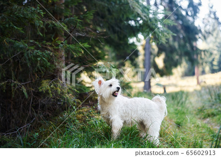 Funny cute dog playing outside in forest Funny cute dog playing outside in forest 65602913