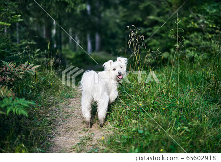 White adorable dog playing in forest on sunny day 65602918