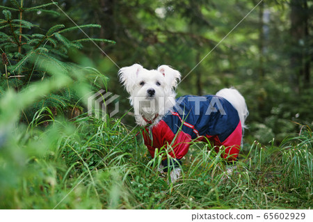 White cute dog playing outside in forest 65602929