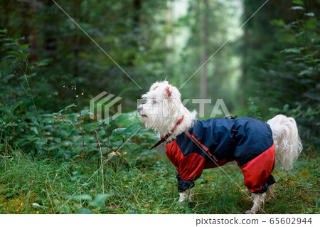 White cute dog playing outside in forest White cute dog playing outside in forest 65602944