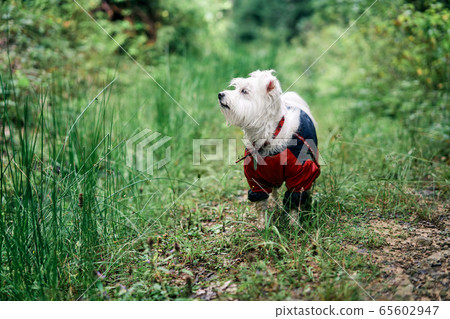 White cute dog playing outside in forest 65602947