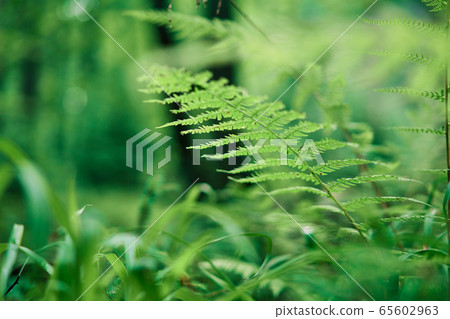 Ferns in the forest nature background Ferns in the forest nature background 65602963