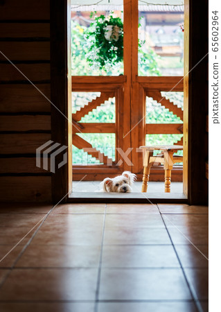 White fluffy dog relax on threshold of the wooden house 65602964