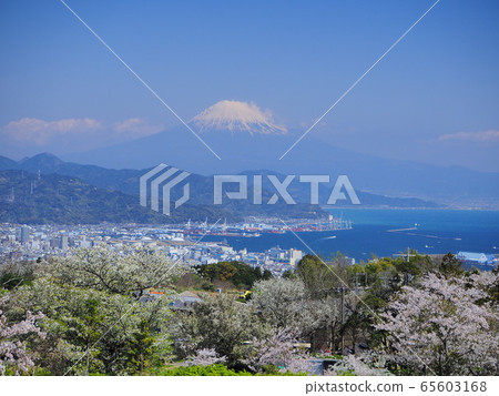 Nihondaira, a famous spot for cherry blossoms and Fuji Nihondaira, a famous spot for cherry blossoms and Fuji 65603168
