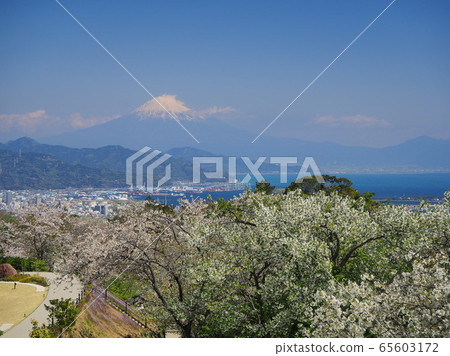 Nihondaira, a famous spot for cherry blossoms and Fuji Nihondaira, a famous spot for cherry blossoms and Fuji 65603172