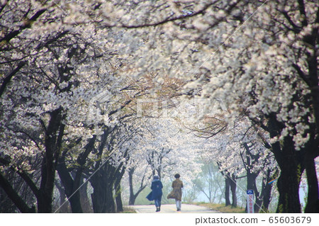Walk the flower path 65603679