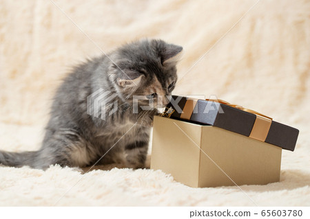 Cute curious gray kitten is trying to look into a gift box Cute curious gray kitten is trying to look into a gift box 65603780
