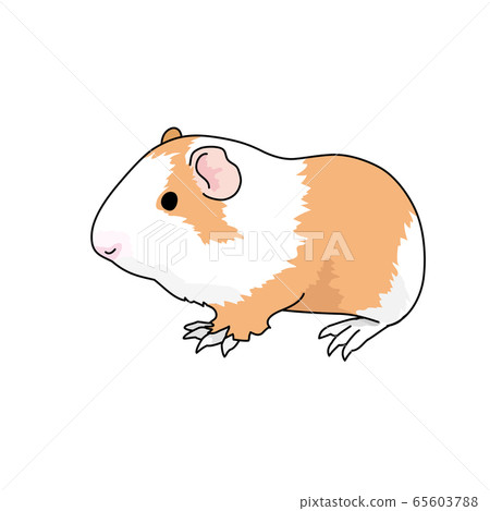 Guinea pig Guinea pig 65603788