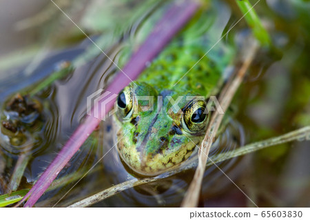 Rice and frog Rice and frog 65603830