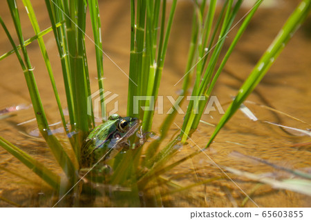 Rice and frog Rice and frog 65603855