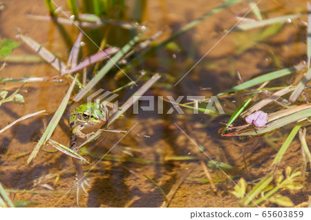 Rice and frog Rice and frog 65603859