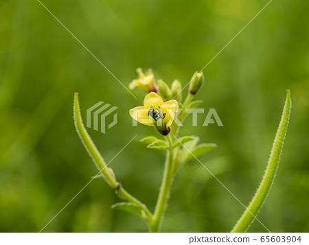 Close up of Yellow Asian Spider flower 65603904