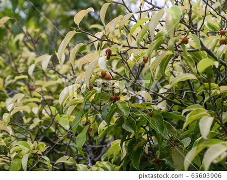 Weeping fig, Ficus benjamina, Banyan tree with Weeping fig, Ficus benjamina, Banyan tree with 65603906