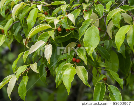 Weeping fig, Ficus benjamina, Banyan tree with Weeping fig, Ficus benjamina, Banyan tree with 65603907