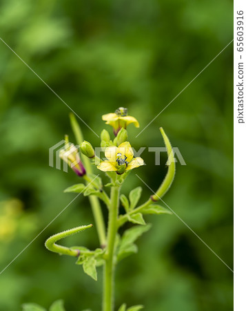 Close up of Yellow Asian Spider flower Close up of Yellow Asian Spider flower 65603916