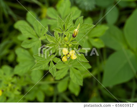 Close up of Yellow Asian Spider flower 65603917