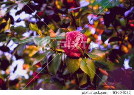 Rose   65604083