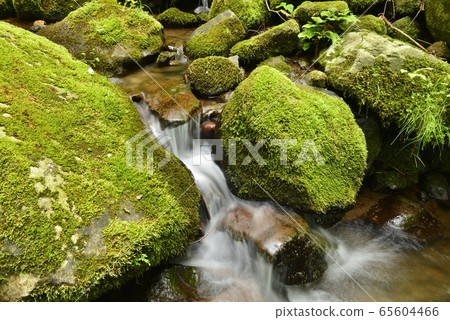 生態圖像,長滿苔蘚的沼澤 生態圖像,長滿苔蘚的沼澤 65604466