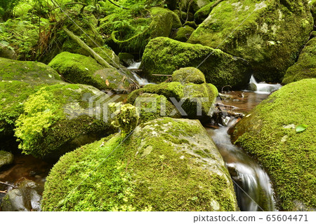 生態圖像,長滿苔蘚的沼澤 生態圖像,長滿苔蘚的沼澤 65604471