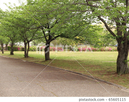 Nishi City Ward, Kobe City Flowers and Trees 65605115