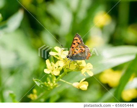 Lycaena phlaeas 65605444