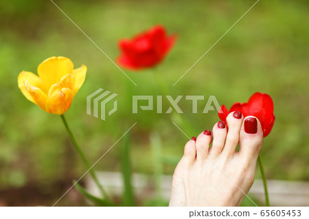 woman feet with red pedicure on summer green grass with tulips background 65605453