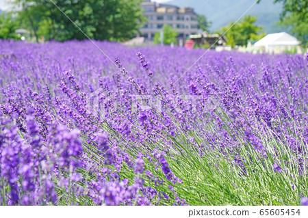 Lavender flowers 65605454