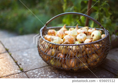 Basket full of colorful onions 65605512