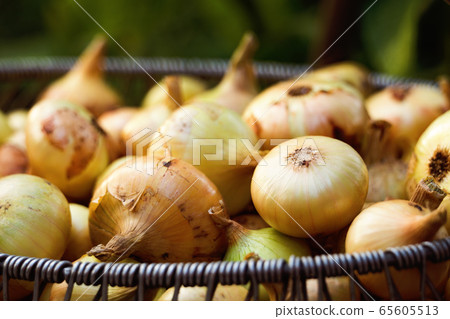 Organic farmer onion vegetables closeup 65605513