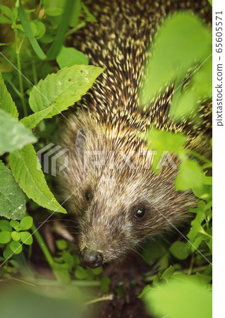 Wild hedgehog in green leaves 65605571