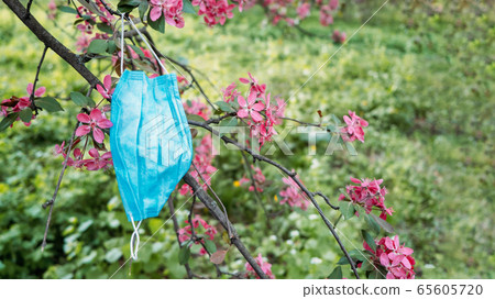 Coronavirus Trash: Face Masks on blooming spring trees. Used medical masks left on the lawn. Coronavirus and Waste and recycling services Coronavirus Trash: Face Masks on blooming spring trees. Used medical masks left on the lawn. Coronavirus and Waste and recycling services 65605720