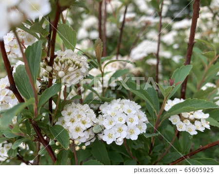 白小花(The Kodemari)/里夫斯spirea 白小花(The Kodemari)/里夫斯spirea 65605925
