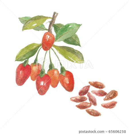 Wolfberry and dried 65606238