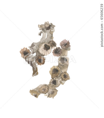 Boiled ginger root soma Boiled ginger root soma 65606239