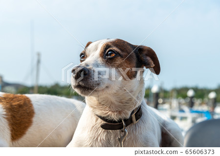碼頭邊的小狗 動物 狗狗 漁人碼頭 犬 65606373