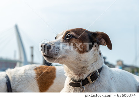 碼頭邊的小狗 動物 狗狗 漁人碼頭 犬 碼頭邊的小狗 動物 狗狗 漁人碼頭 犬 65606374