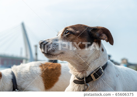 碼頭邊的小狗 動物 狗狗 漁人碼頭 犬 碼頭邊的小狗 動物 狗狗 漁人碼頭 犬 65606375