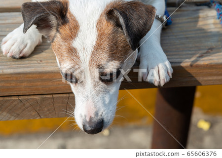 碼頭邊的小狗 動物 狗狗 漁人碼頭 犬 碼頭邊的小狗 動物 狗狗 漁人碼頭 犬 65606376