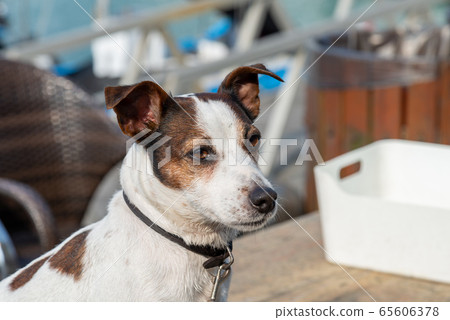 碼頭邊的小狗 動物 狗狗 漁人碼頭 犬 碼頭邊的小狗 動物 狗狗 漁人碼頭 犬 65606378